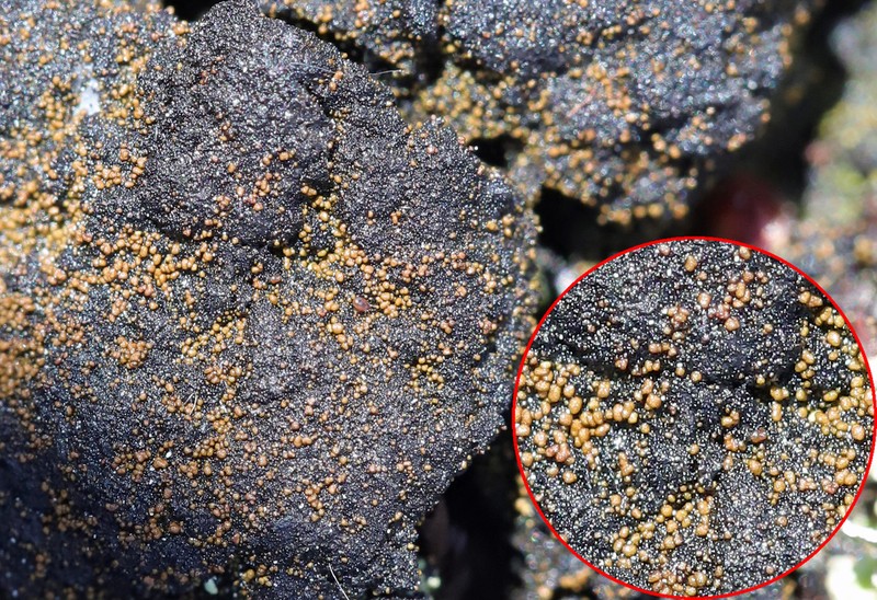 Placynthiella Lichen photo 6