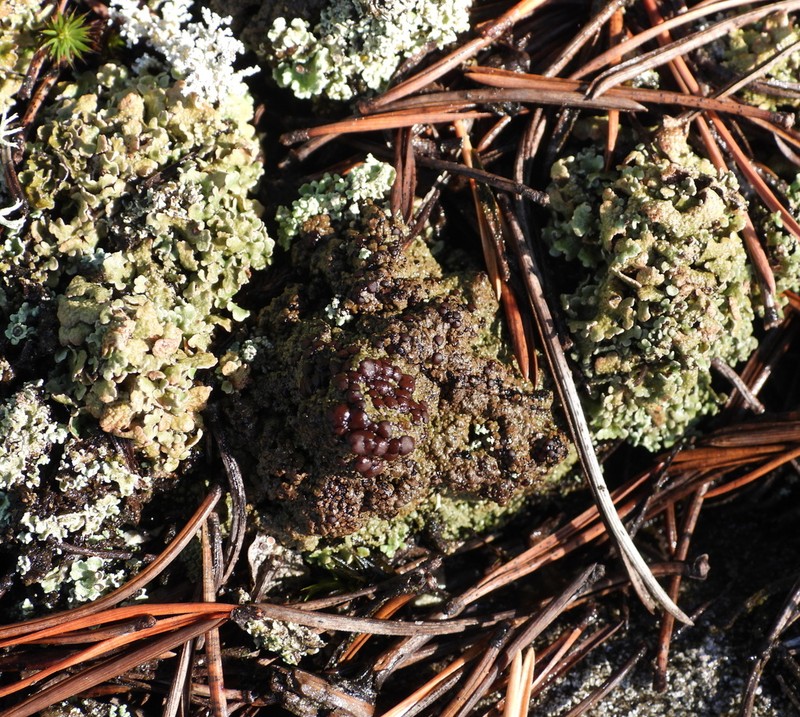 Placynthiella Lichen photo 7