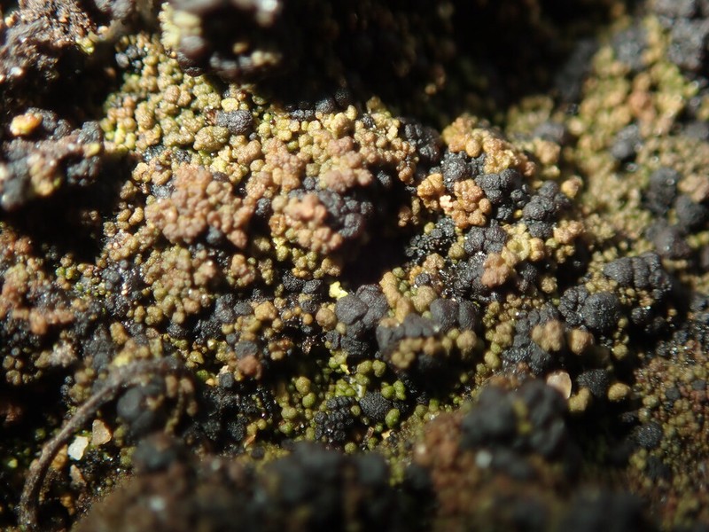 Placynthiella Lichen photo 8