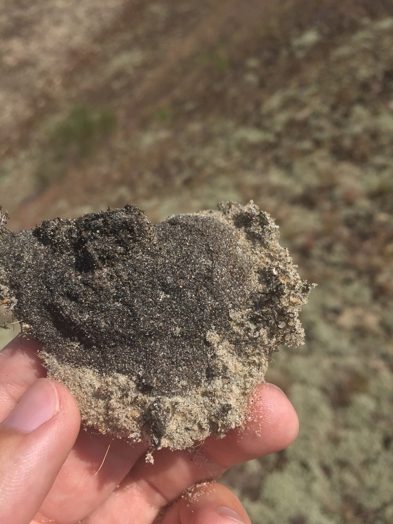 Placynthiella Lichen