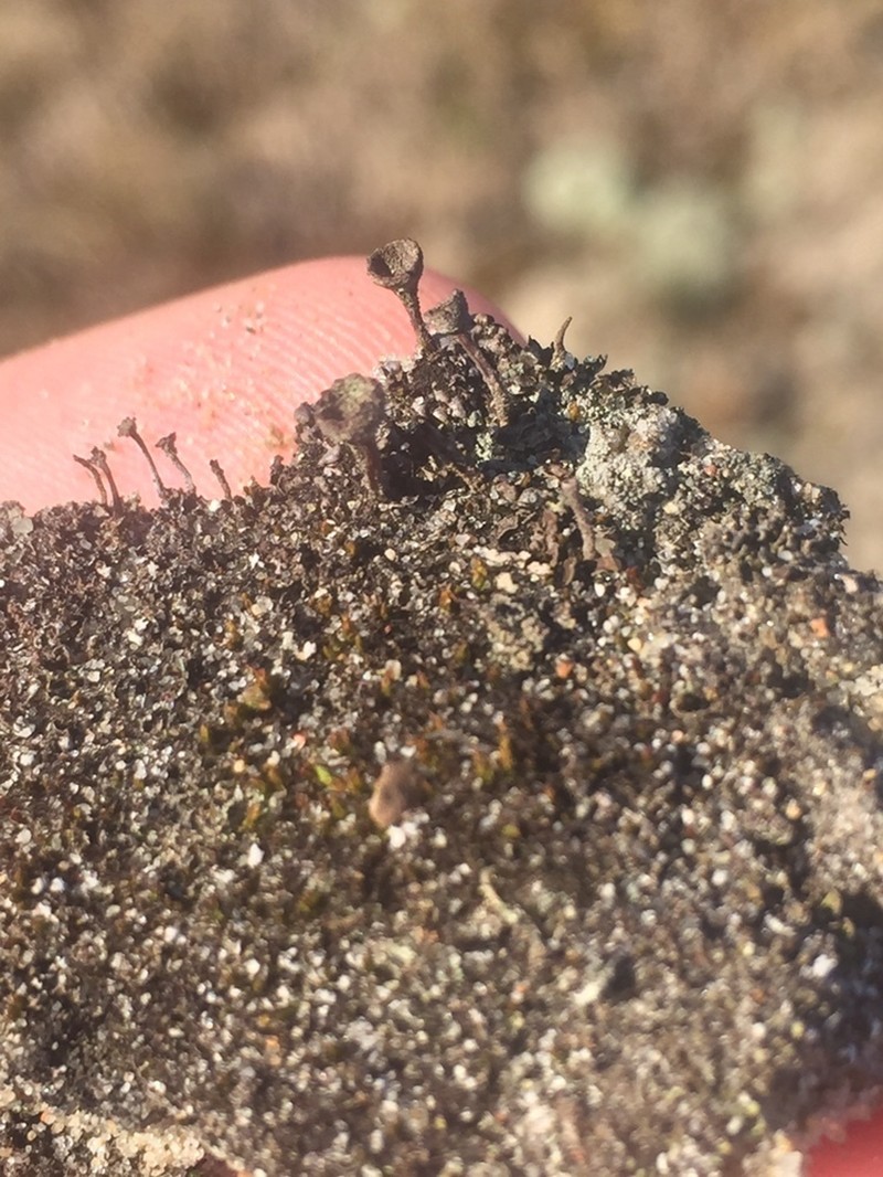 Placynthiella Lichen photo 2