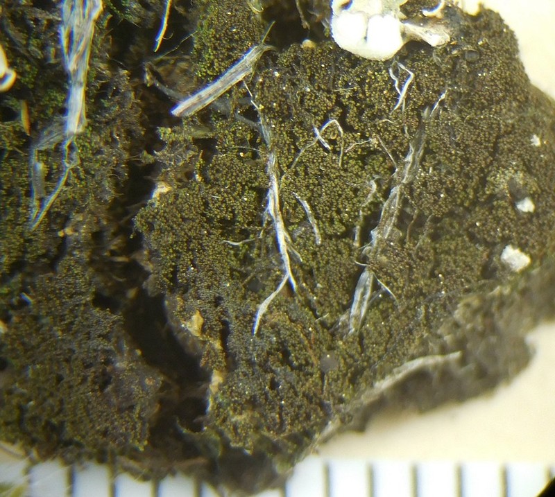 Placynthiella Lichen photo 3