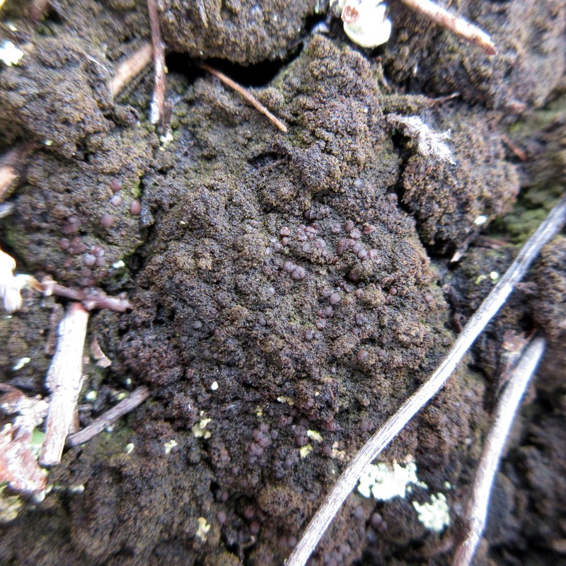Placynthiella Lichen photo 4