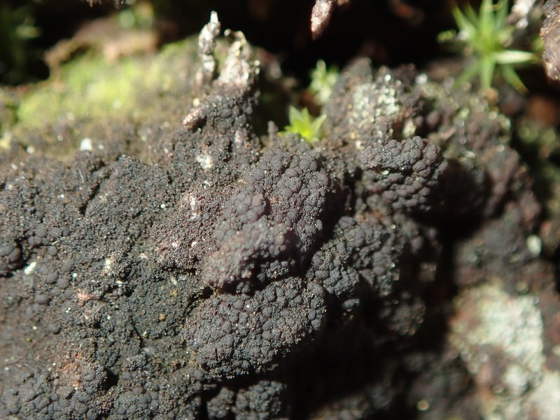 Placynthiella Lichen photo 5