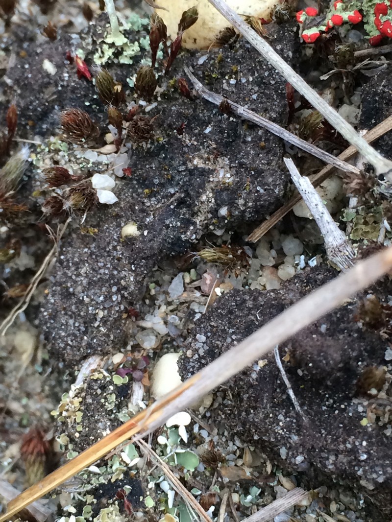 Placynthiella Lichen photo 6