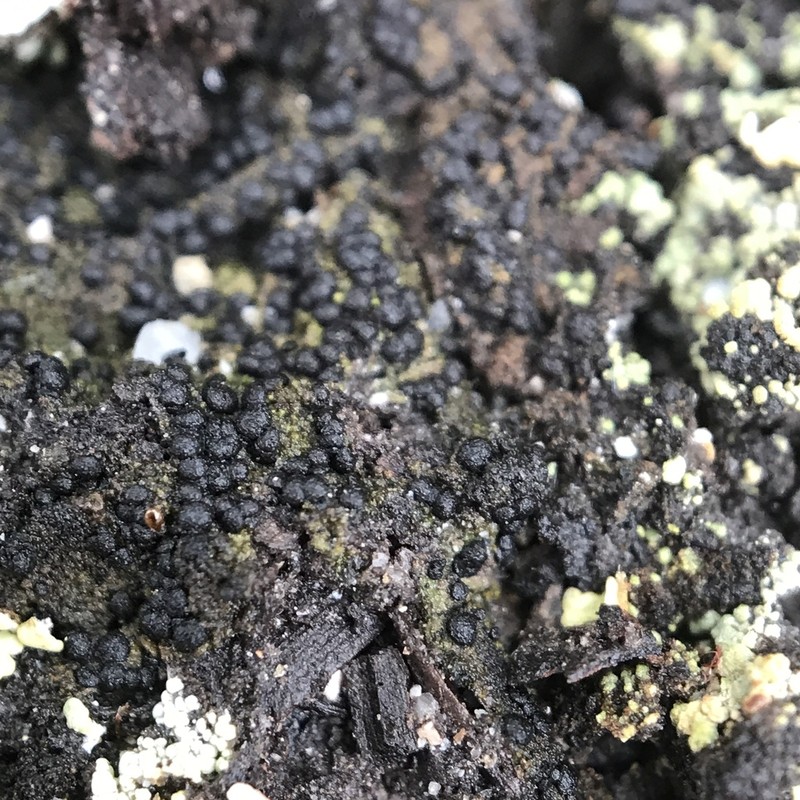 Placynthiella Lichen photo 7