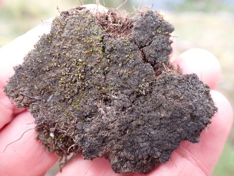 Placynthiella Lichen photo 8