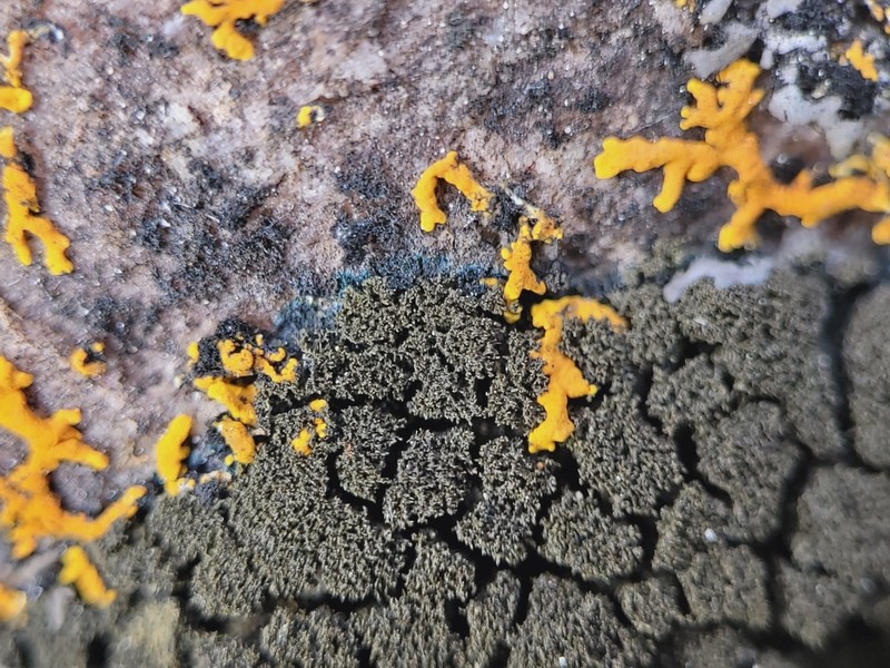 Blackthread Lichen