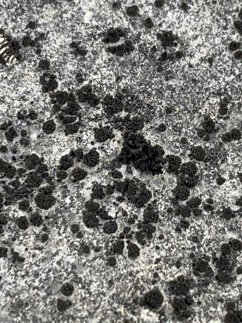 Blackthread Lichen photo 2