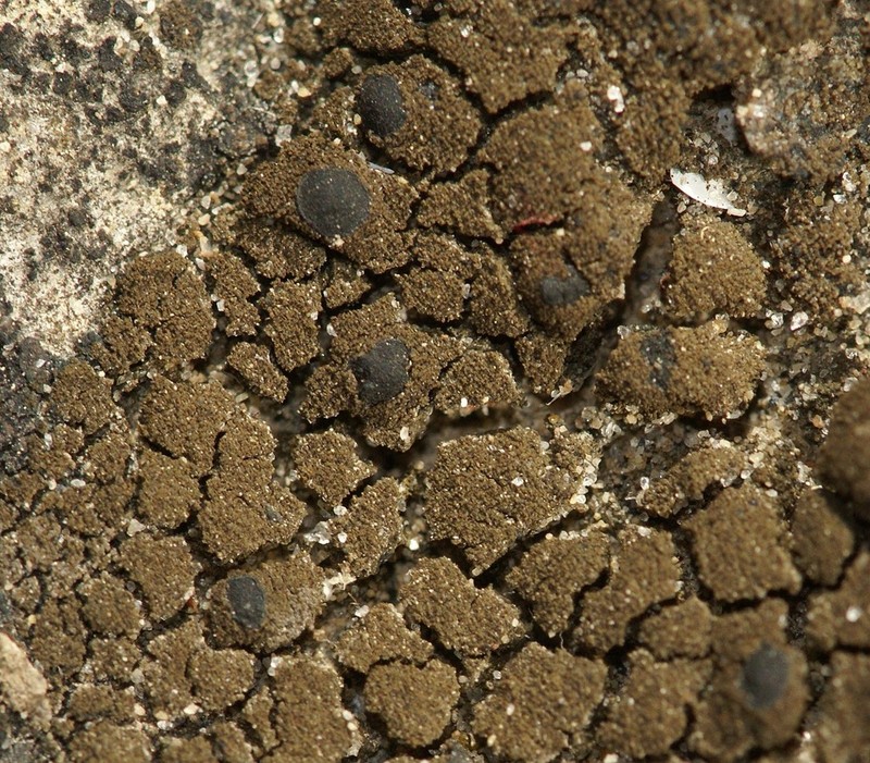 Blackthread Lichen photo 3