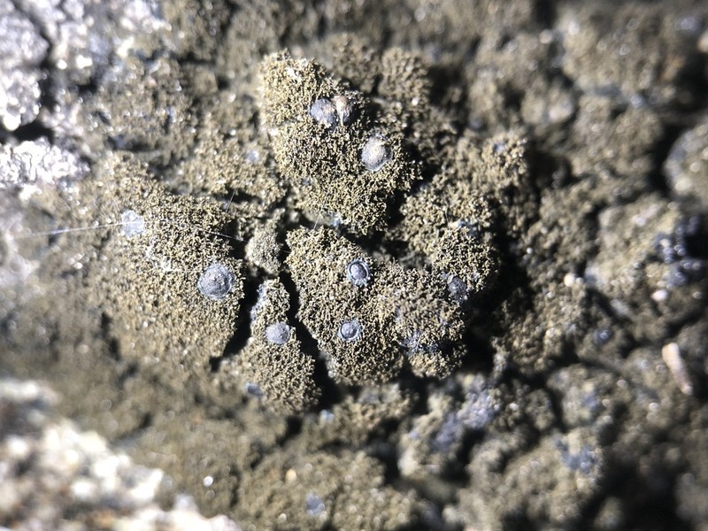Blackthread Lichen photo 4