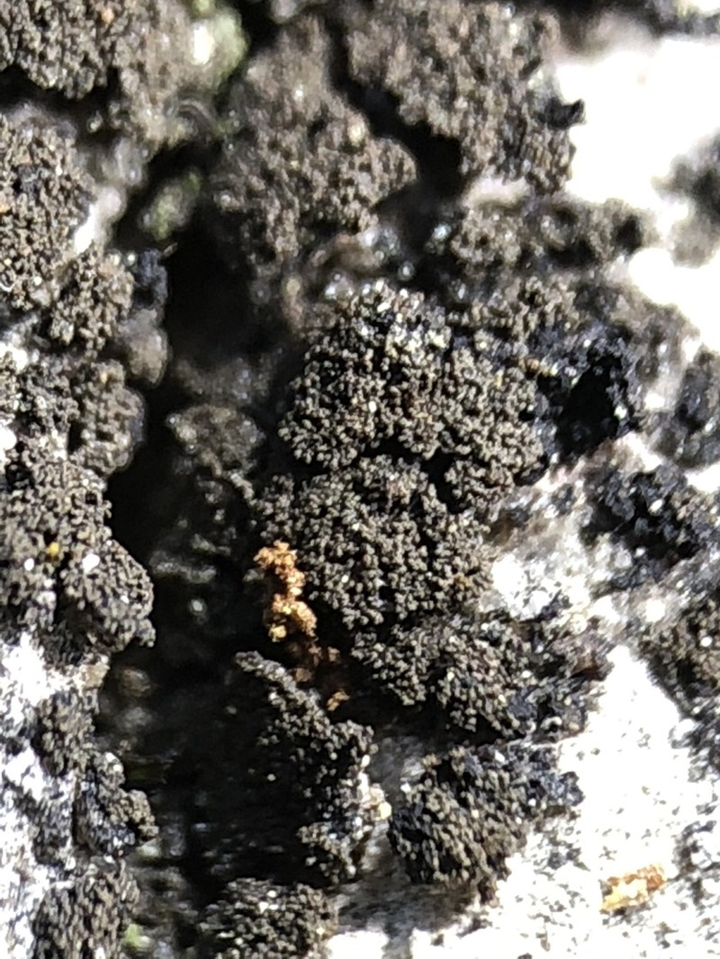 Blackthread Lichen photo 5