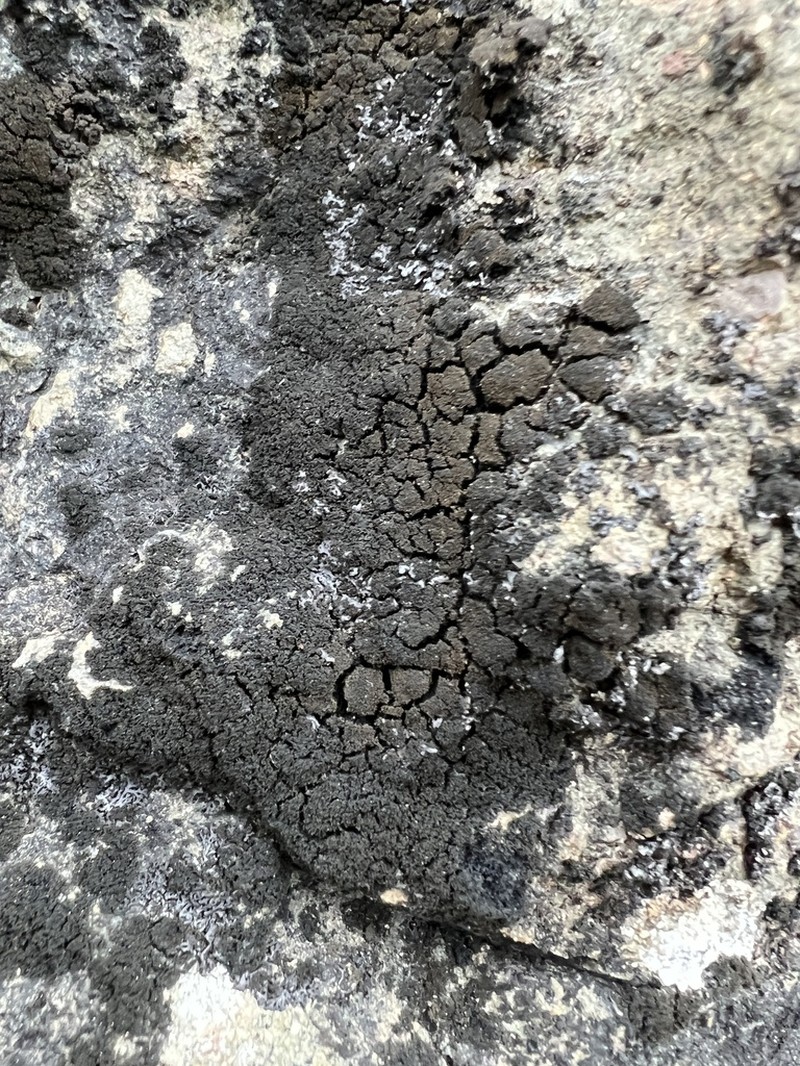 Blackthread Lichen photo 6