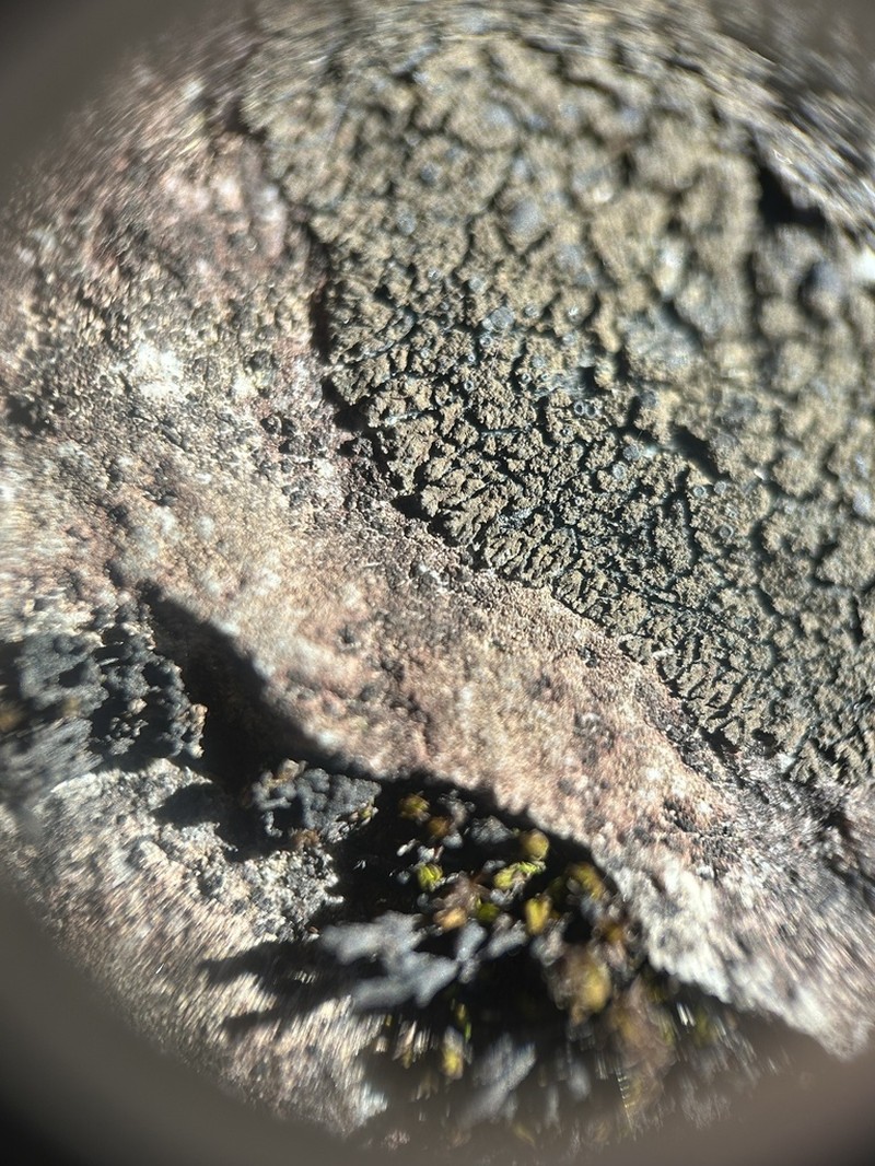 Blackthread Lichen photo 7