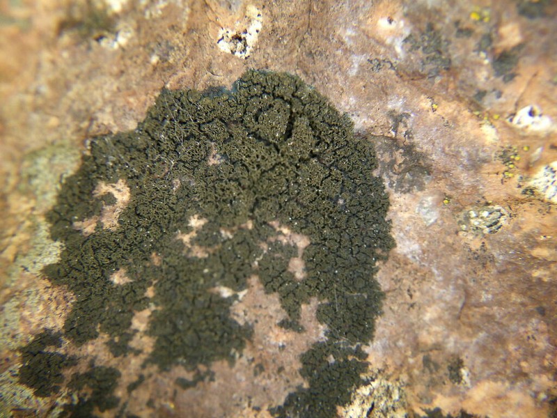 Blackthread Lichen photo 8