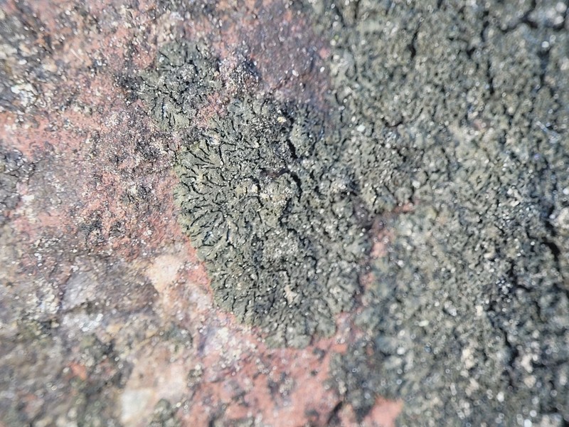 Blackthread Lichen