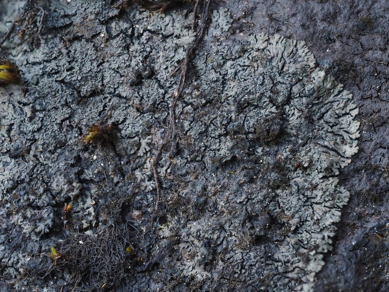 Blackthread Lichen photo 2
