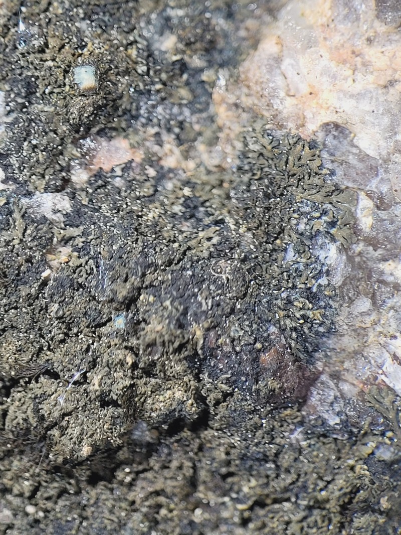 Blackthread Lichen photo 3