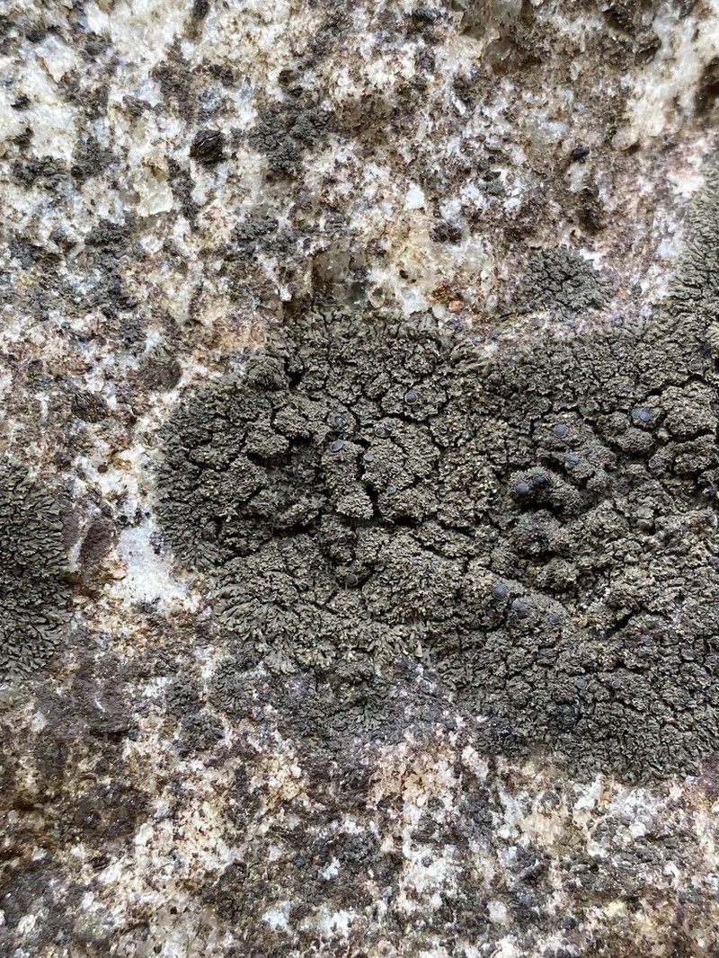 Blackthread Lichen photo 4