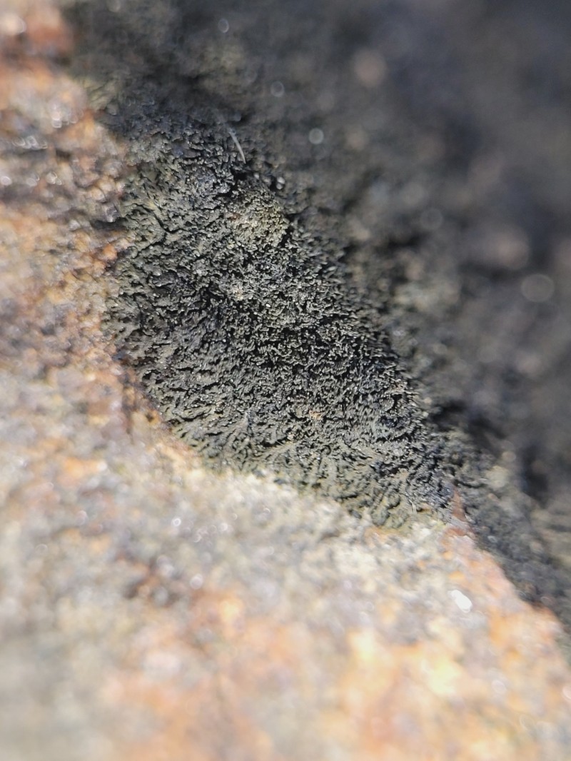 Blackthread Lichen photo 5