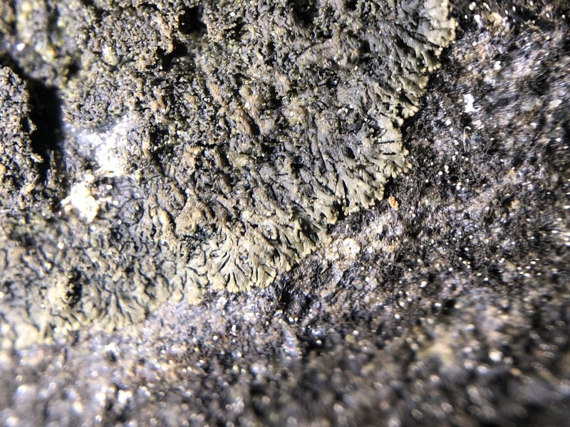 Blackthread Lichen photo 6