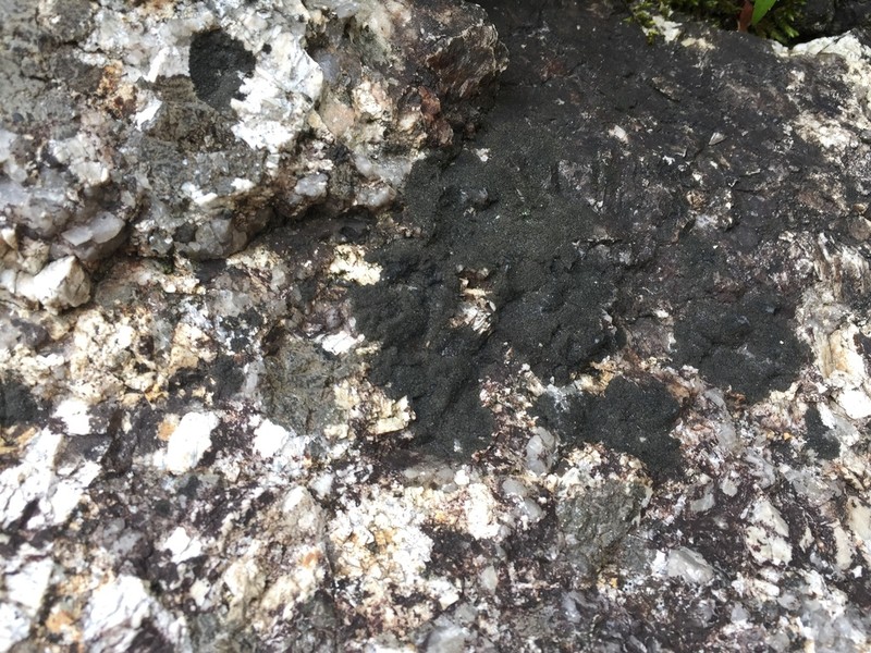 Blackthread Lichen photo 7