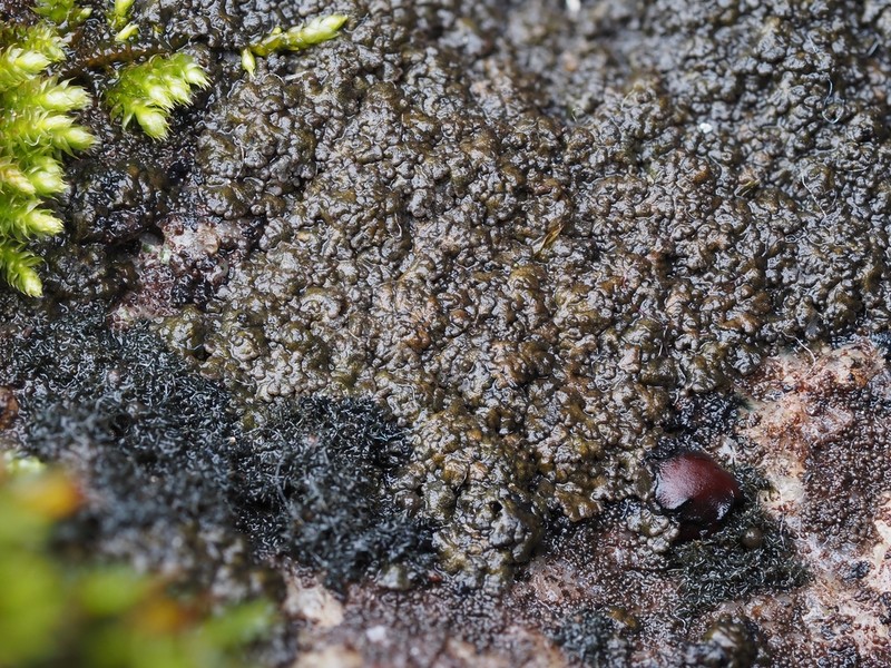Blackthread Lichen photo 8