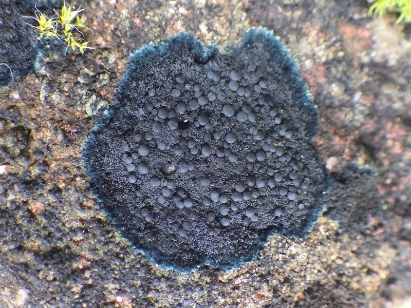Blackthread Lichen