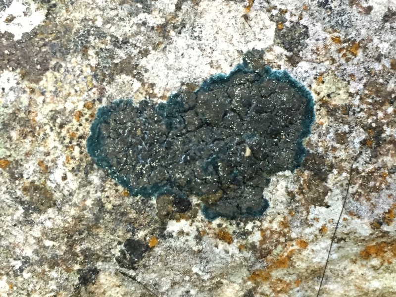 Blackthread Lichen photo 2