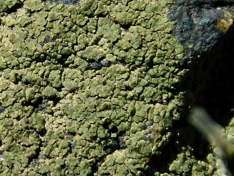 Blackthread Lichen photo 3