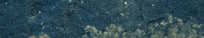 Blackthread Lichen photo 4