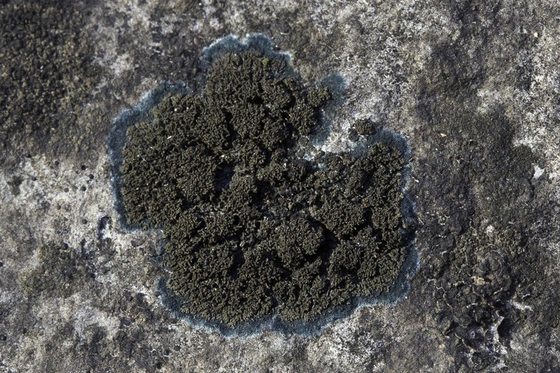 Blackthread Lichen photo 5