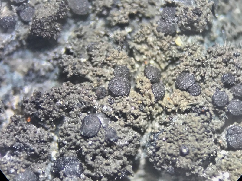 Blackthread Lichen photo 6