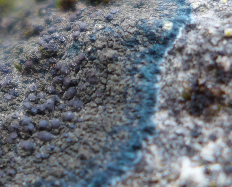 Blackthread Lichen photo 7