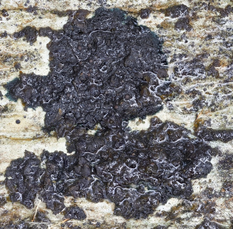 Blackthread Lichen photo 8
