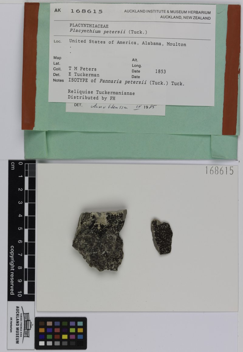 Peters' Blackthread Lichen