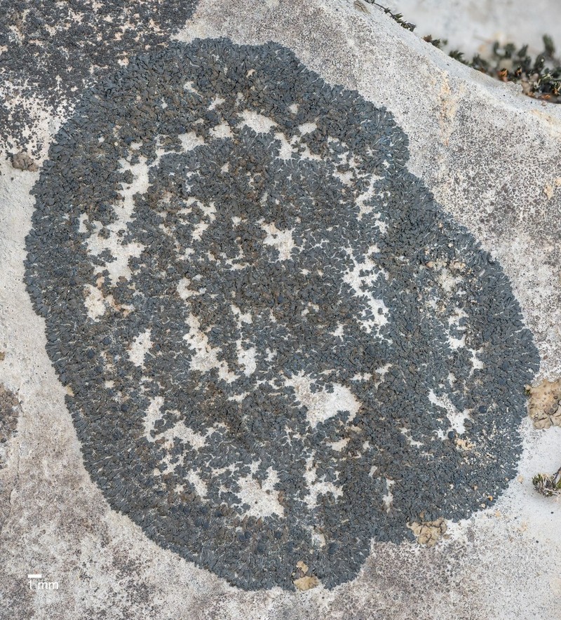 Peters' Blackthread Lichen