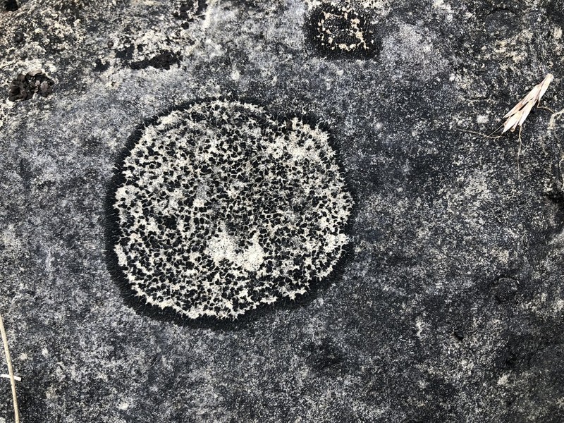 Peters' Blackthread Lichen photo 2