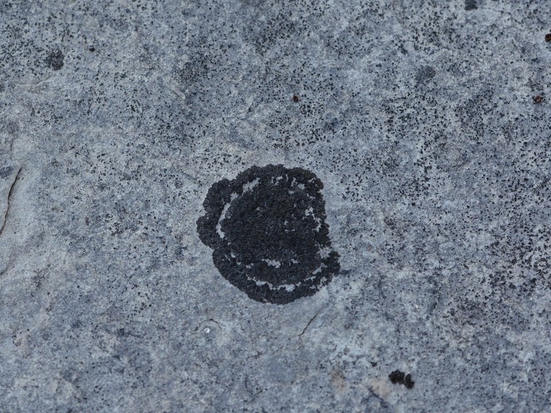 Peters' Blackthread Lichen photo 3