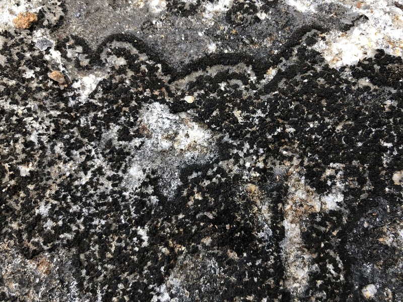 Peters' Blackthread Lichen photo 4