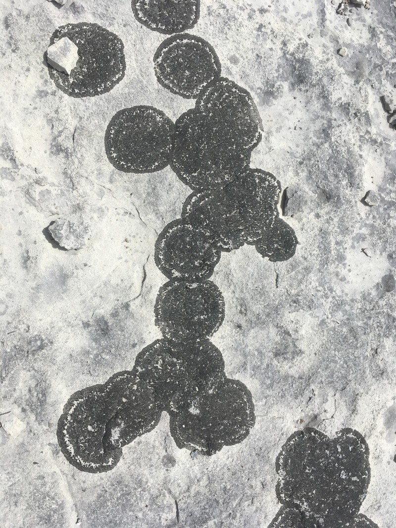 Peters' Blackthread Lichen photo 5