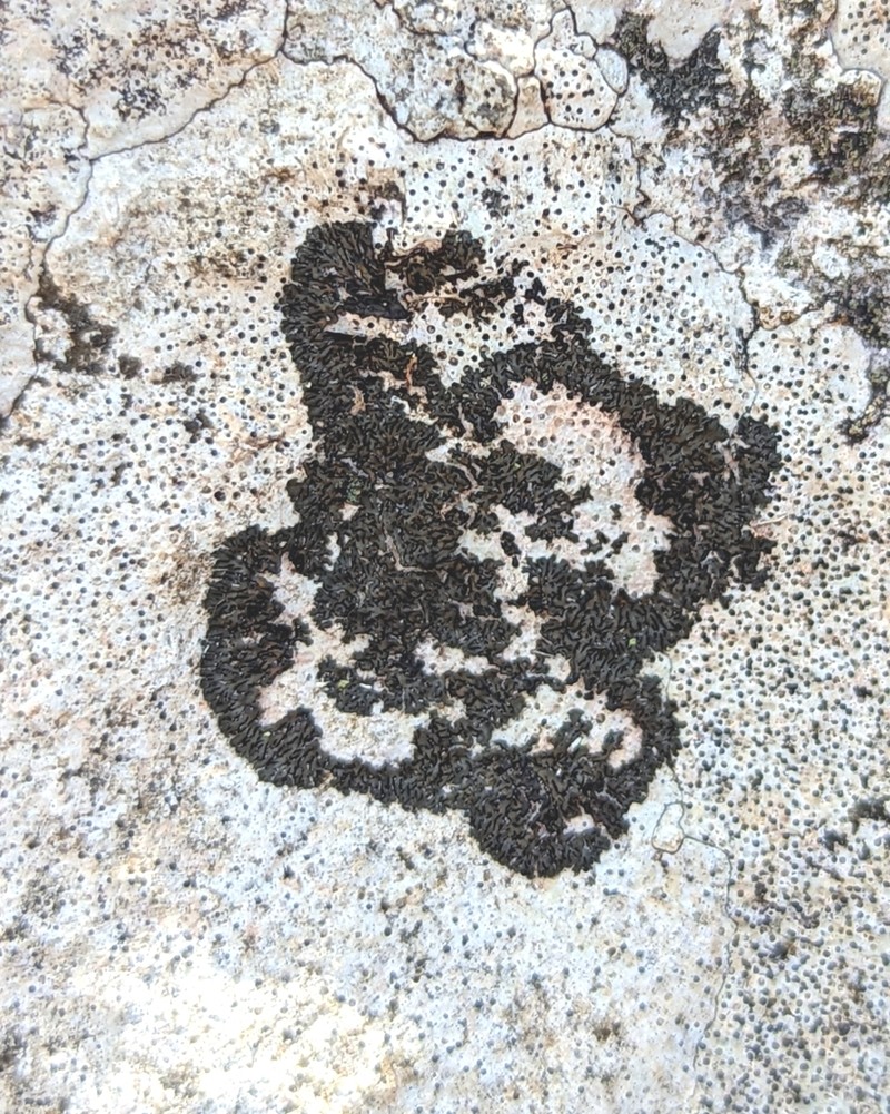 Peters' Blackthread Lichen photo 7