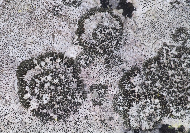 Peters' Blackthread Lichen photo 8