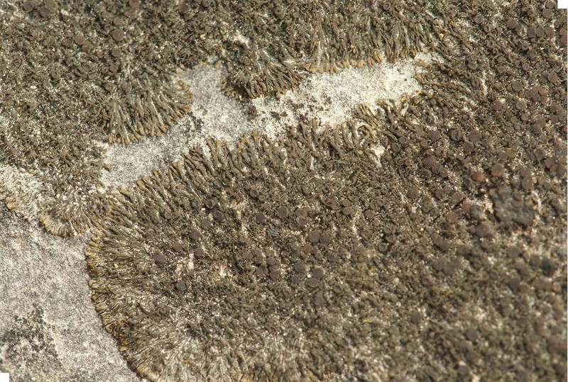 Blackthread Lichen