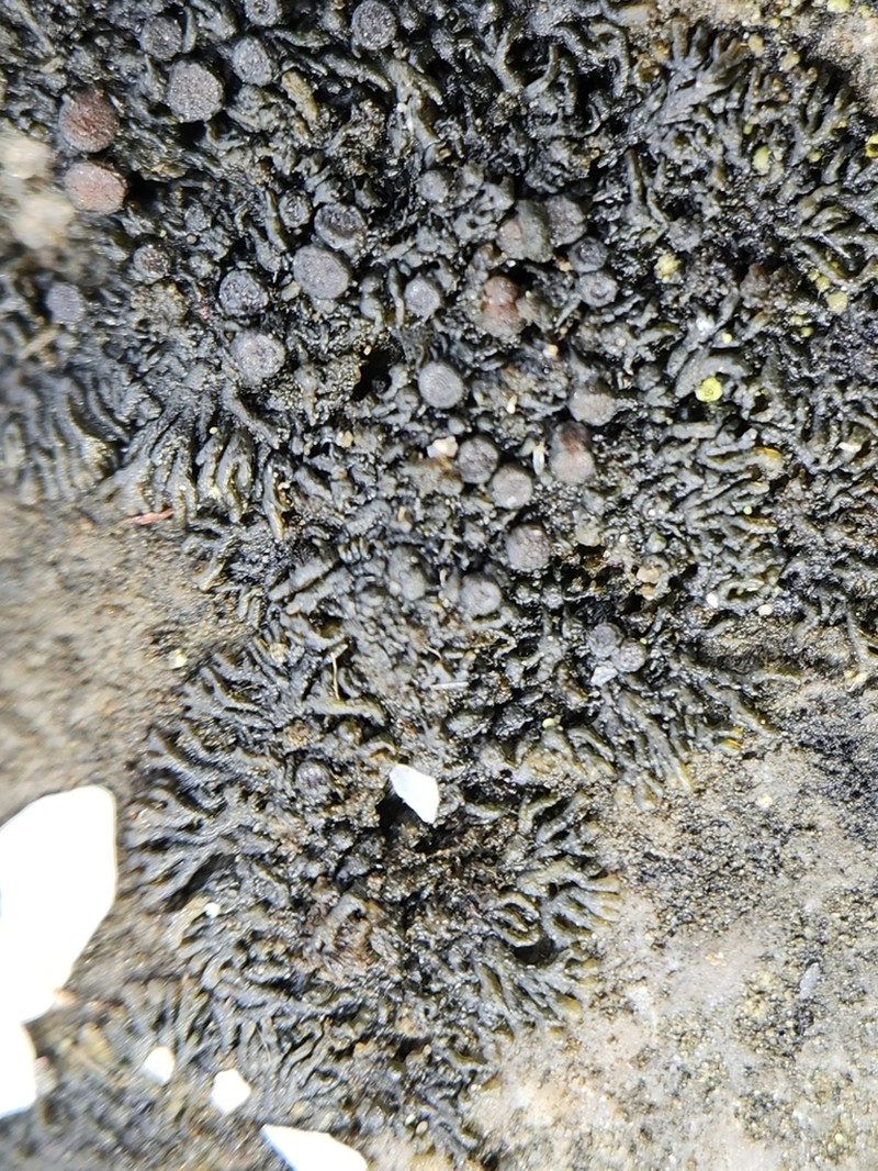 Blackthread Lichen photo 2