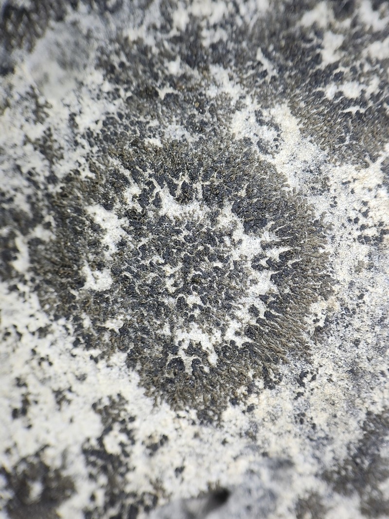 Blackthread Lichen photo 3