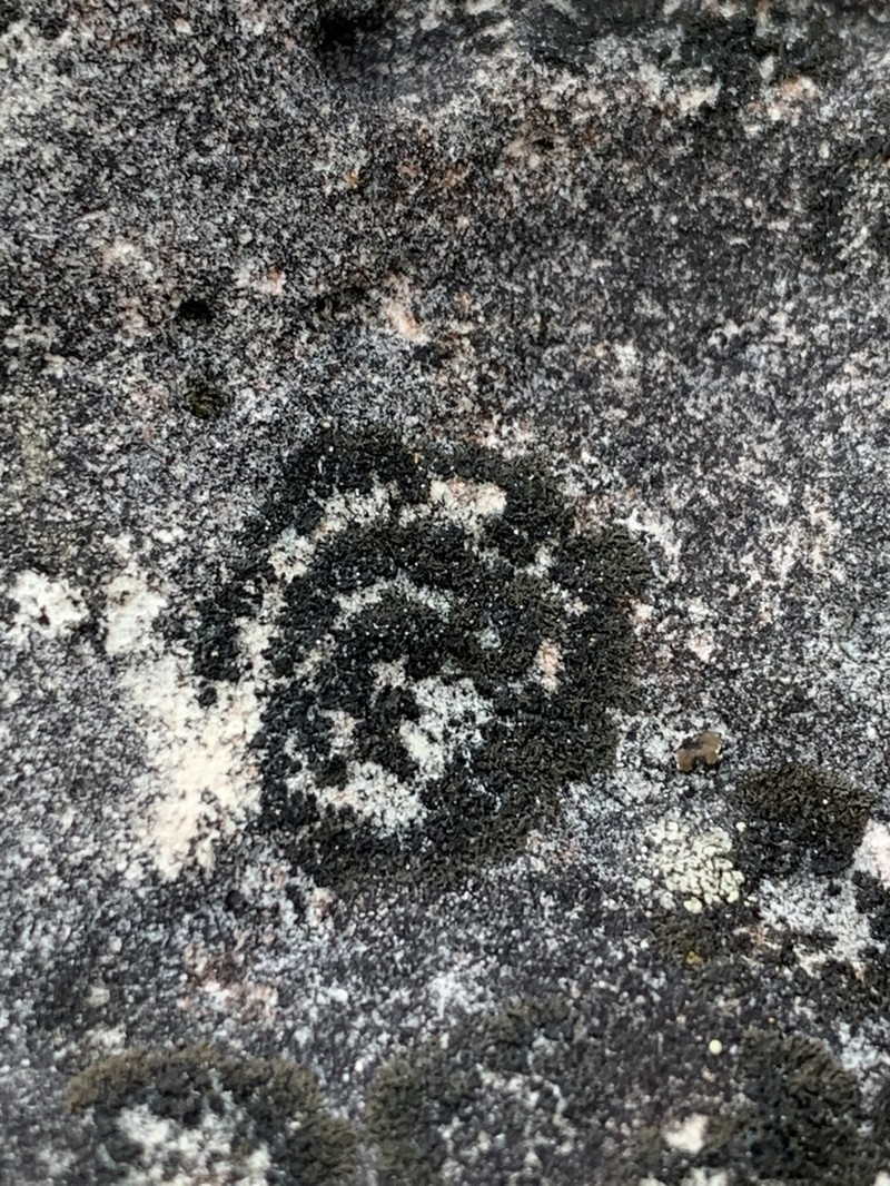 Blackthread Lichen photo 4