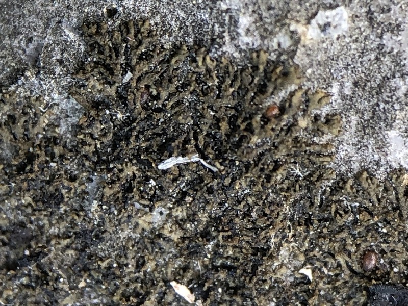 Blackthread Lichen photo 5