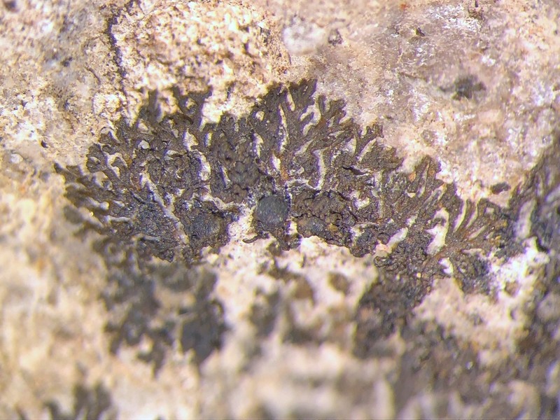 Blackthread Lichen photo 6