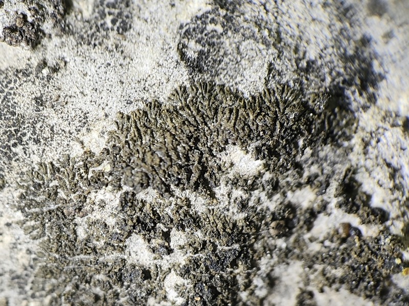 Blackthread Lichen photo 7